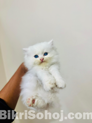 Persian high quality male kitten